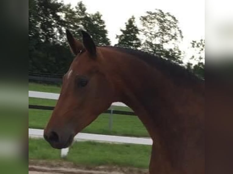 German Sport Horse Mare 10 years 16,2 hh Brown in Halblech