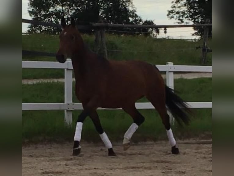 German Sport Horse Mare 10 years 16,2 hh Brown in Halblech