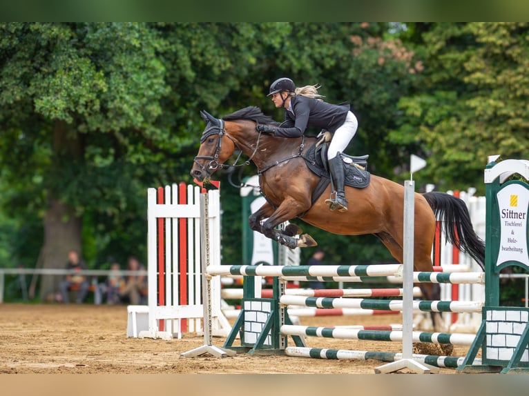 German Sport Horse Mare 10 years 16.2 hh Brown in Bahretal