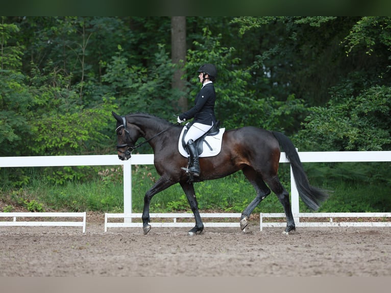 German Sport Horse Mare 10 years 16 hh Bay-Dark in Mandelbachtal