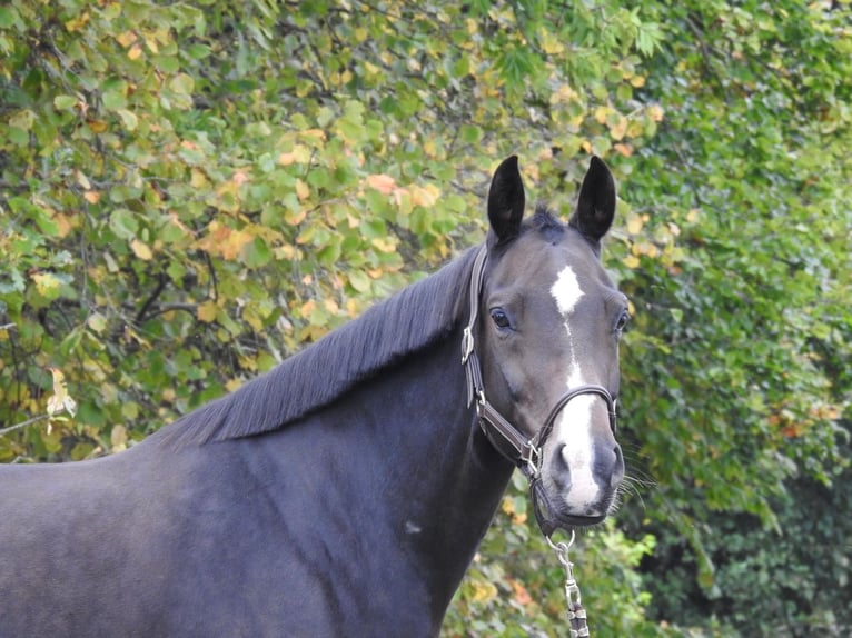 German Sport Horse Mare 10 years 16 hh Bay-Dark in Verl