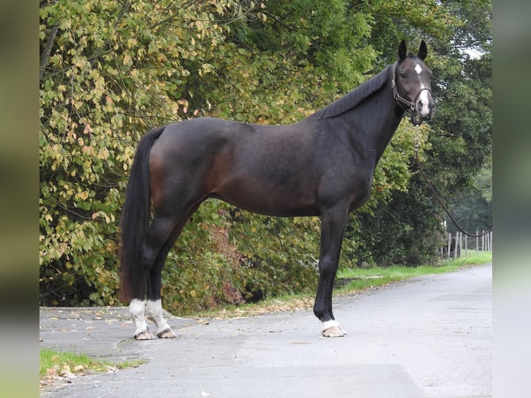 German Sport Horse Mare 10 years 16 hh Bay-Dark in Verl