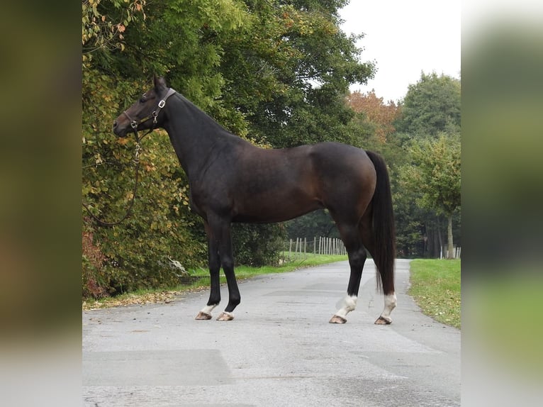 German Sport Horse Mare 10 years 16 hh Bay-Dark in Verl
