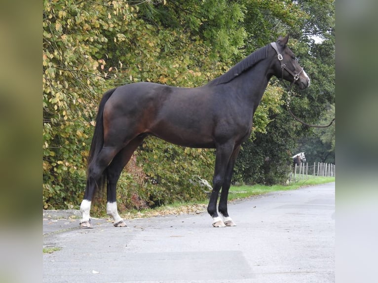 German Sport Horse Mare 10 years 16 hh Bay-Dark in Verl