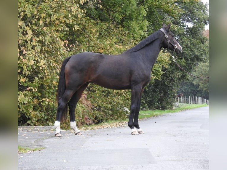 German Sport Horse Mare 10 years 16 hh Bay-Dark in Verl
