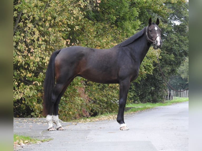 German Sport Horse Mare 10 years 16 hh Bay-Dark in Verl