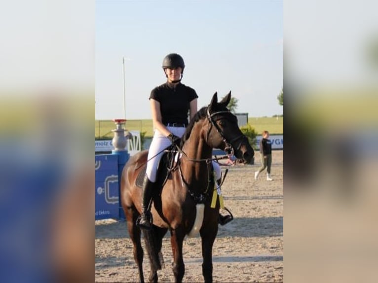 German Sport Horse Mare 10 years 16 hh Bay-Dark in Handorf