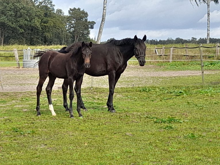 German Sport Horse Mare 10 years 16 hh Black in Wustrow