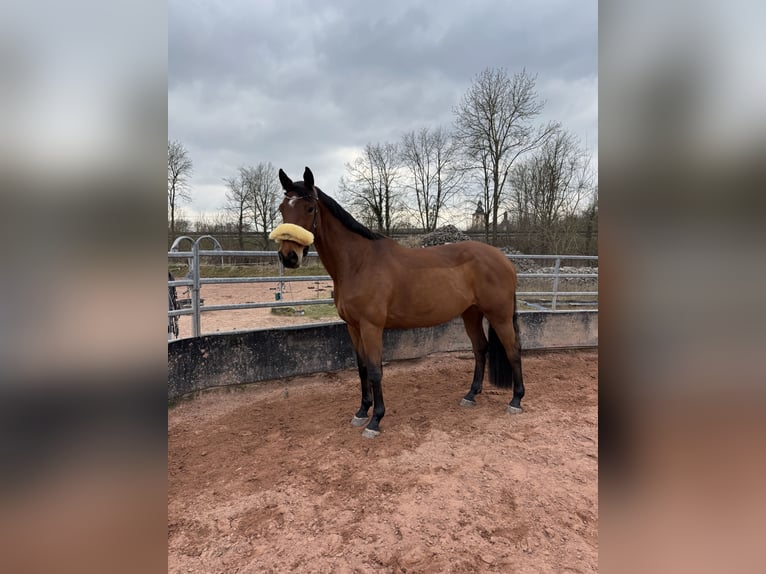 German Sport Horse Mare 10 years 16 hh Brown in Fulda