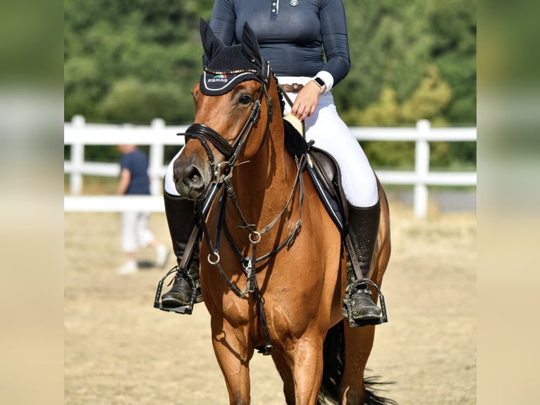 German Sport Horse Mare 10 years 16 hh Brown in Fulda