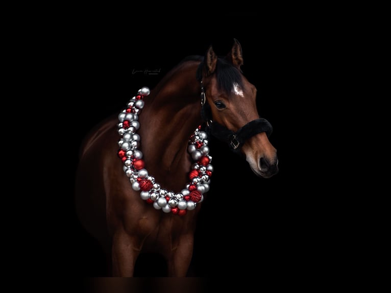 German Sport Horse Mare 10 years 16 hh Brown in Fulda