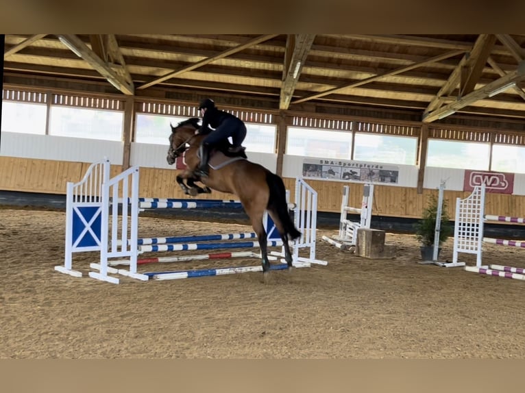 German Sport Horse Mare 10 years 16 hh Brown in Fulda