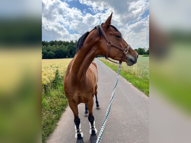 German Sport Horse Mare 10 years 16 hh Brown in Fulda