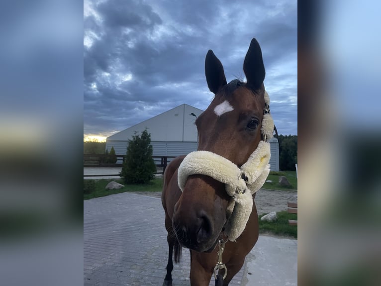German Sport Horse Mare 10 years 16 hh Brown in Wrocław