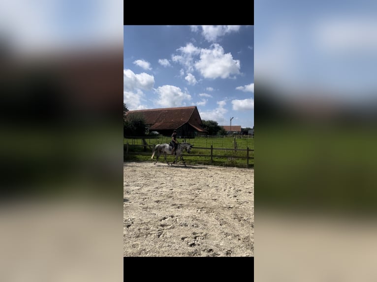 German Sport Horse Mare 10 years 16 hh Gray in Sibbesse