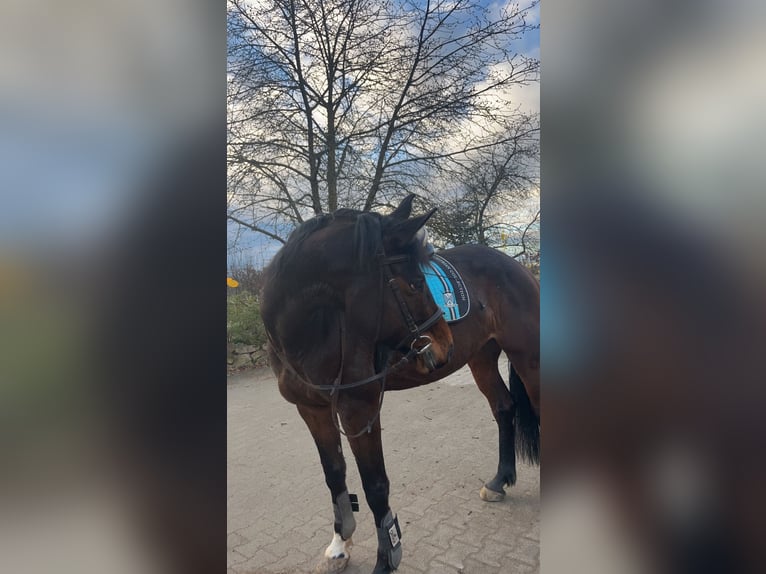 German Sport Horse Mare 10 years 16 hh  in Offenburg