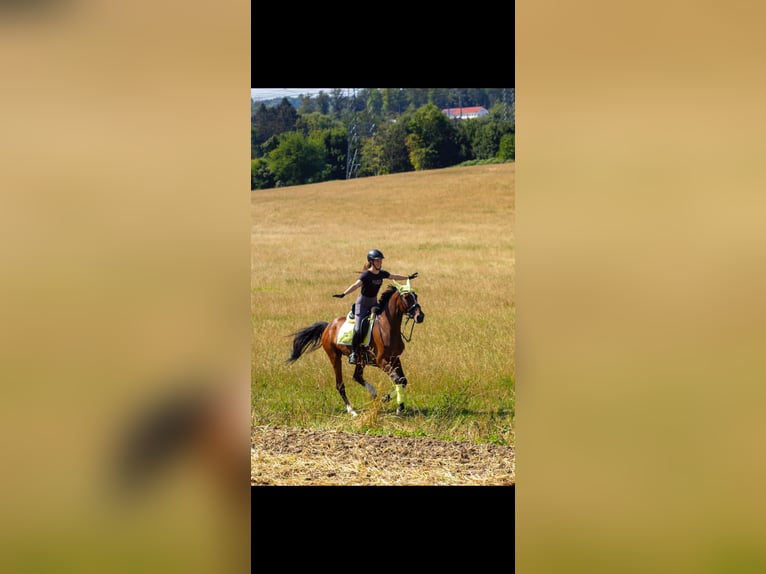 German Sport Horse Mare 10 years 16,1 hh Bay-Dark in Essen