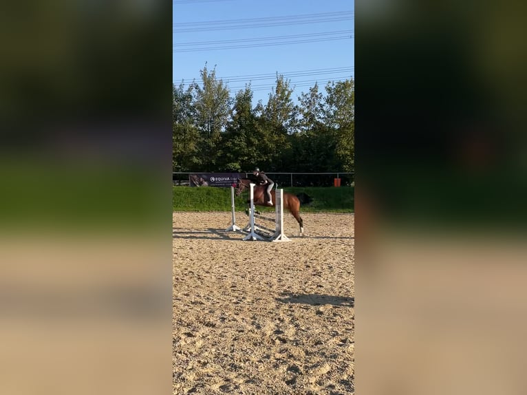 German Sport Horse Mare 10 years 16,1 hh Bay-Dark in Essen