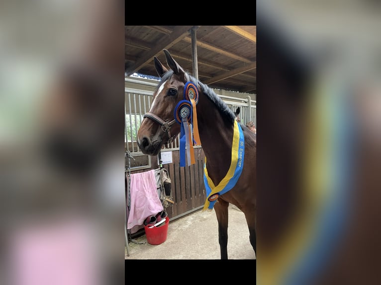 German Sport Horse Mare 10 years 16,1 hh Bay-Dark in Essen