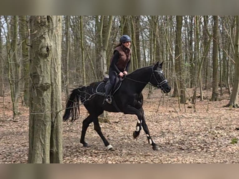 German Sport Horse Mare 10 years 16,1 hh Black in Braunschweig
