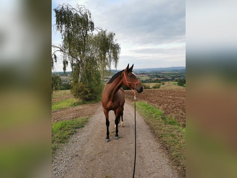 German Sport Horse Mare 10 years 16,1 hh Brown in Bannewitz
