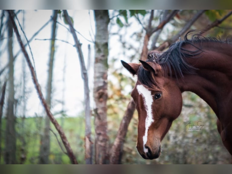 German Sport Horse Mare 10 years 16,1 hh Brown in Bannewitz