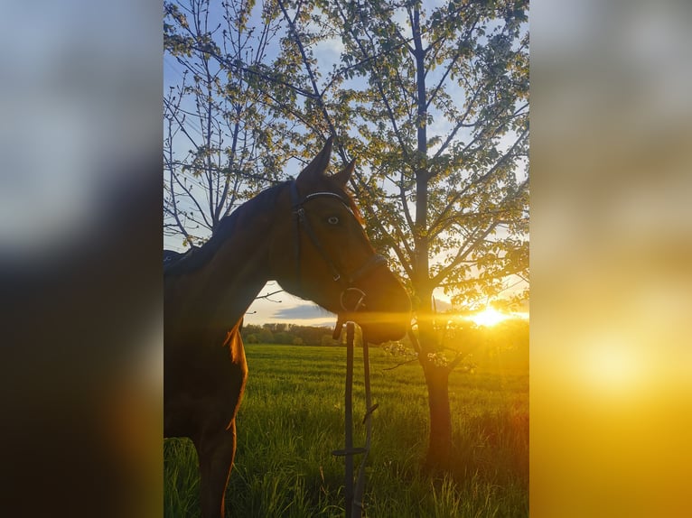 German Sport Horse Mare 10 years 16,1 hh Brown in Bannewitz