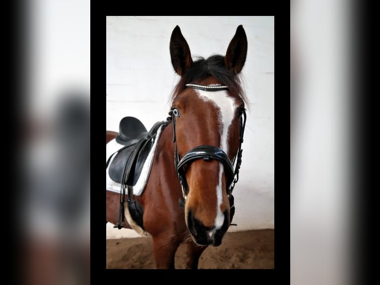 German Sport Horse Mare 10 years 16,1 hh Brown in Bannewitz