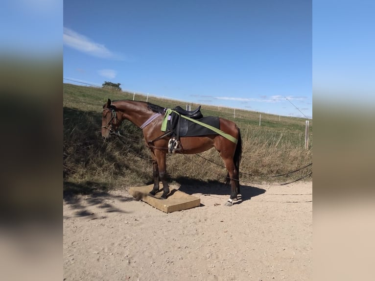 German Sport Horse Mare 10 years 16,1 hh Brown in Anhausen