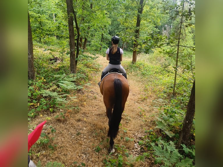 German Sport Horse Mare 10 years 16,1 hh Brown in Grimma