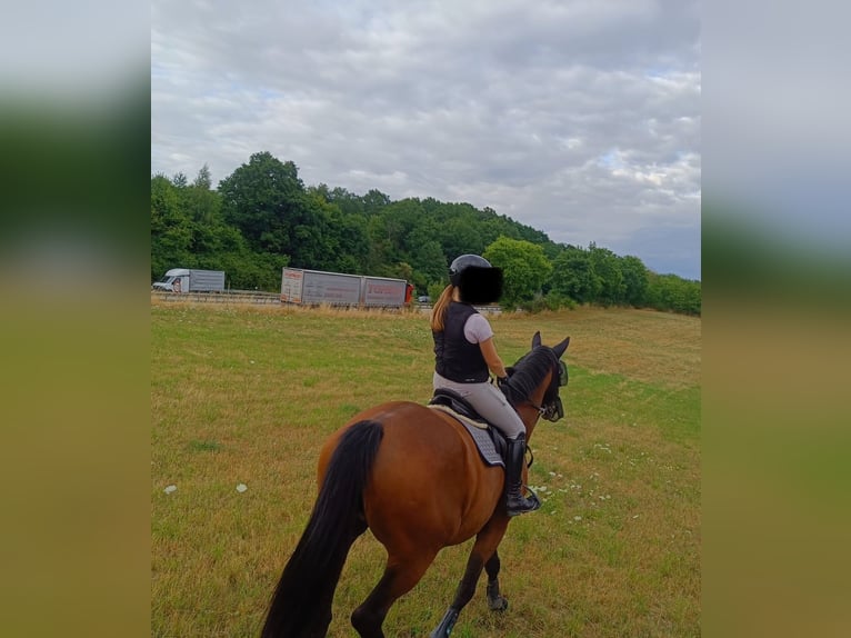 German Sport Horse Mare 10 years 16,1 hh Brown in Grimma