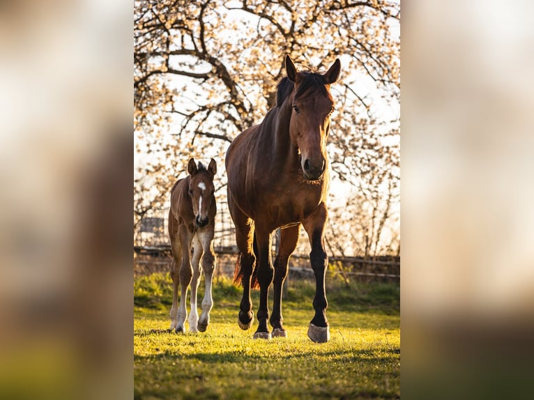 German Sport Horse Mare 10 years 16,1 hh Brown in Grimma