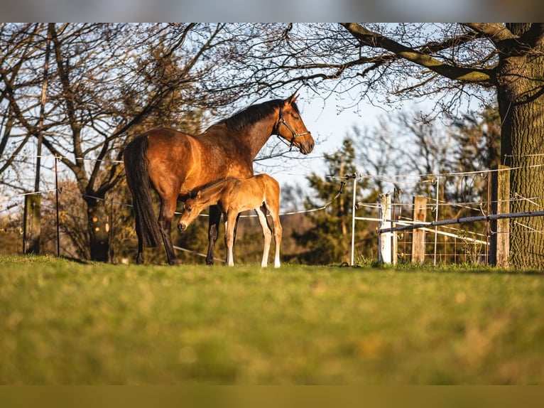 German Sport Horse Mare 10 years 16,1 hh Brown in Grimma