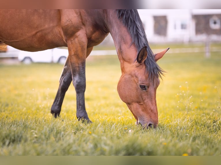 German Sport Horse Mare 10 years 16,1 hh Brown in Grimma
