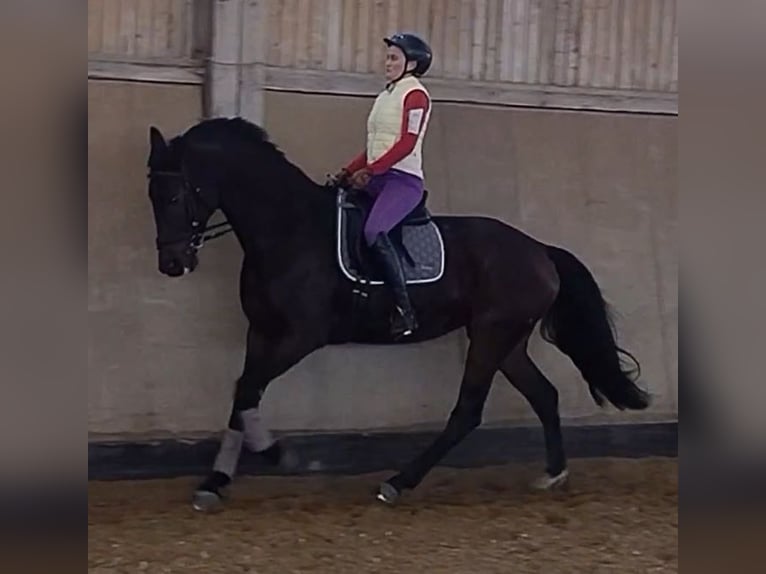 German Sport Horse Mare 10 years 16,2 hh Bay-Dark in Weißenburg in Bayern
