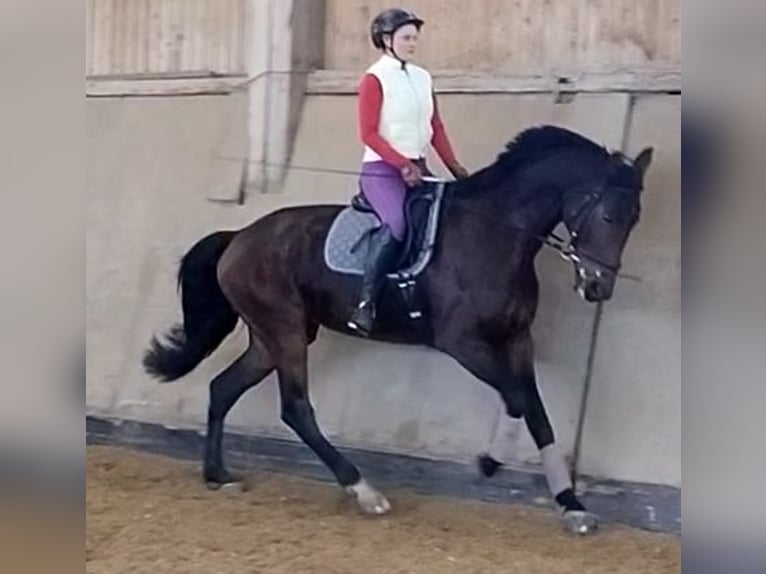 German Sport Horse Mare 10 years 16,2 hh Bay-Dark in Weißenburg in Bayern