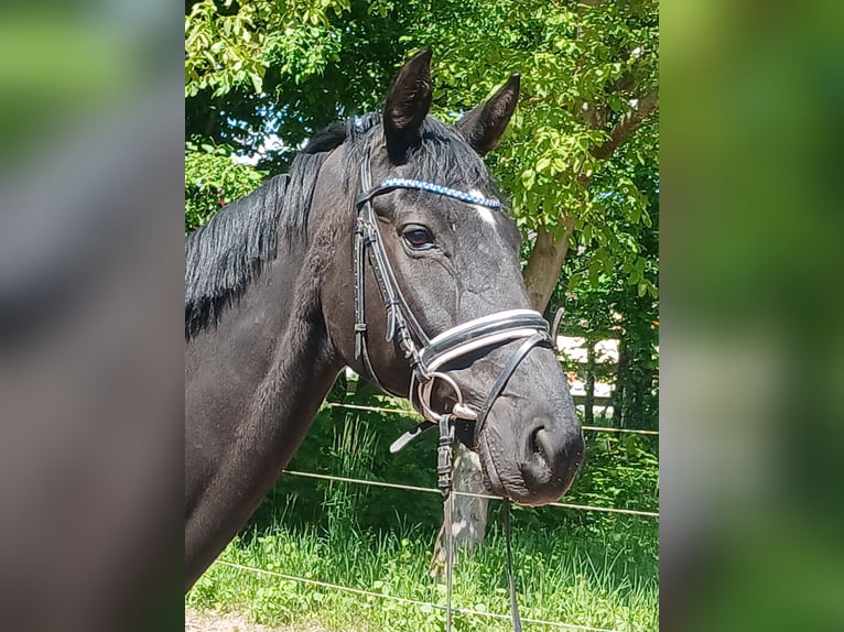 German Sport Horse Mare 10 years 16,2 hh Black in Allersberg
