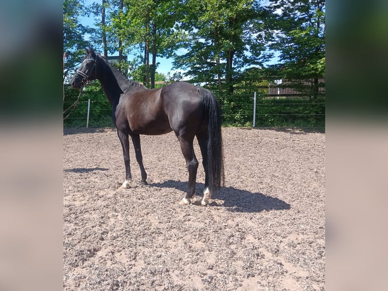 German Sport Horse Mare 10 years 16,2 hh Black in Allersberg