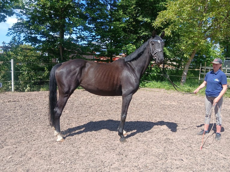 German Sport Horse Mare 10 years 16,2 hh Black in Allersberg
