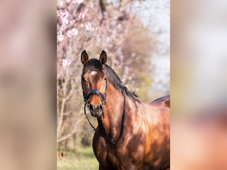 German Sport Horse Mare 10 years 16,2 hh Brown in ErfurtErfurt