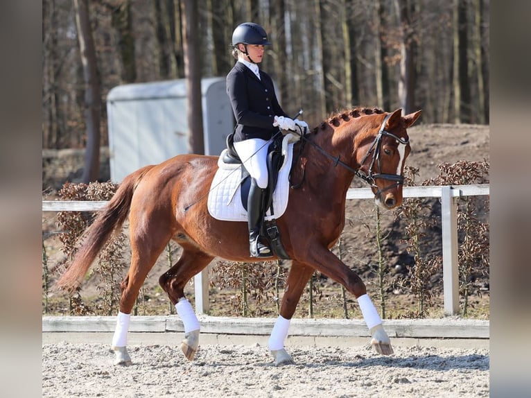 German Sport Horse Mare 10 years 16,2 hh Chestnut-Red in Moritzburg