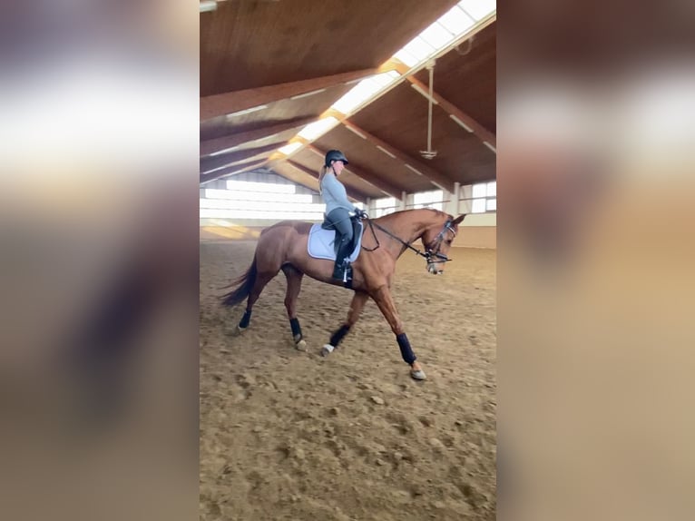 German Sport Horse Mare 10 years 17,1 hh Chestnut-Red in Rheinbach