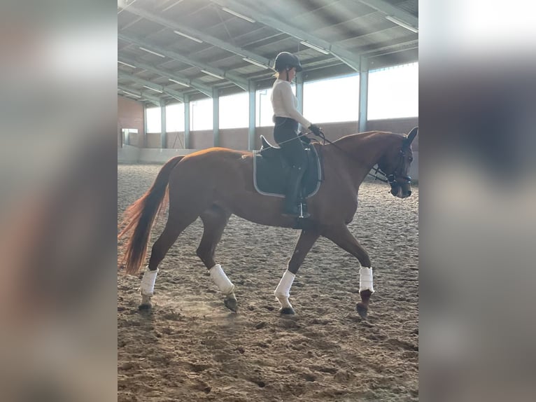 German Sport Horse Mare 10 years 17,1 hh Chestnut-Red in Rheinbach