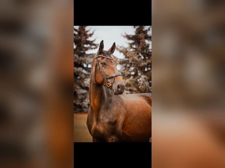 German Sport Horse Mare 10 years 17,2 hh Brown in BlumbergPassow