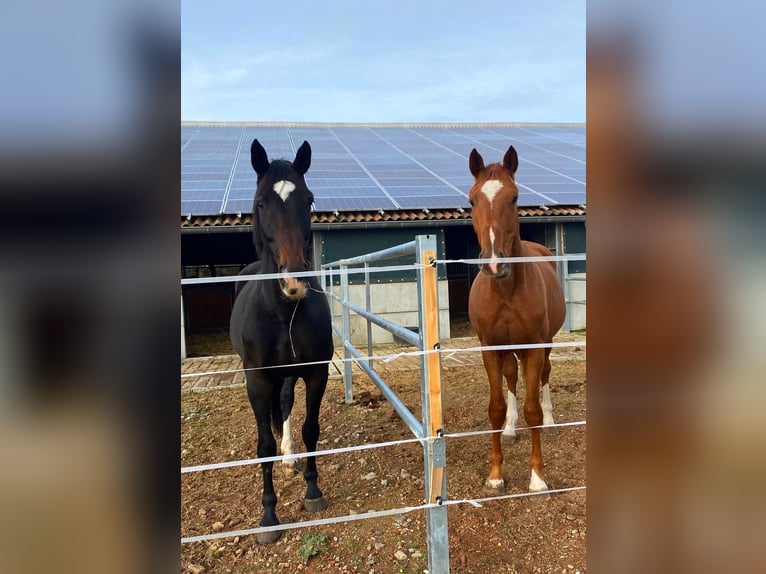 German Sport Horse Mare 10 years 17 hh Bay-Dark in Rochau