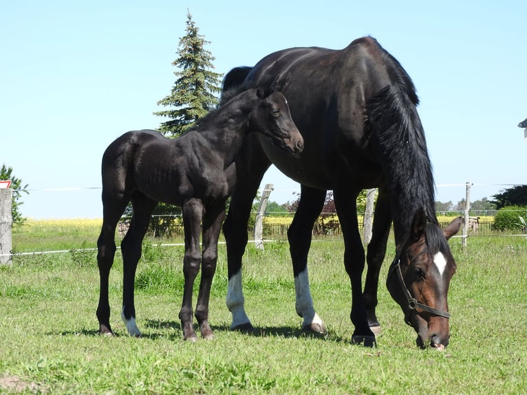 German Sport Horse Mare 10 years 17 hh Bay-Dark in Rochau