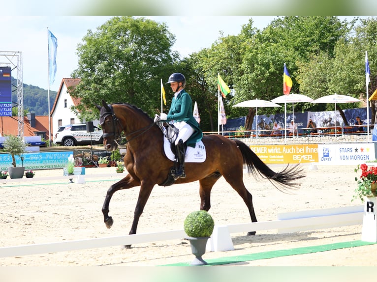 German Sport Horse Mare 10 years 17 hh Bay-Dark in Görlitz