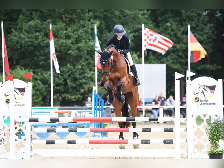 German Sport Horse Mare 10 years 17 hh Brown in München