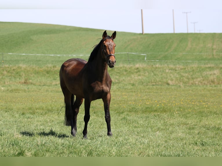 German Sport Horse Mare 10 years 17 hh Brown in Rudolstadt
