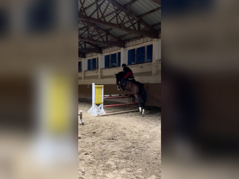 German Sport Horse Mare 10 years 17 hh Brown in Pritzwalk